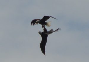 Inverted Bald Eagles 2