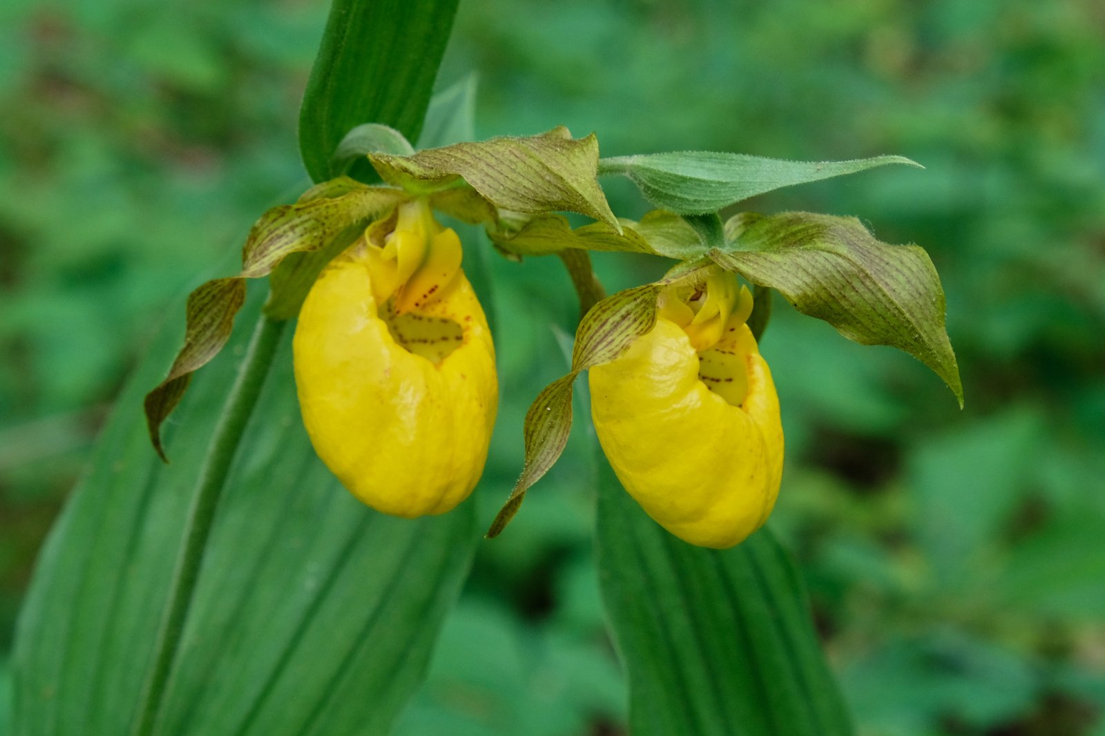 Door County's Wild Heart: Nature's Hidden Botanical Treasures