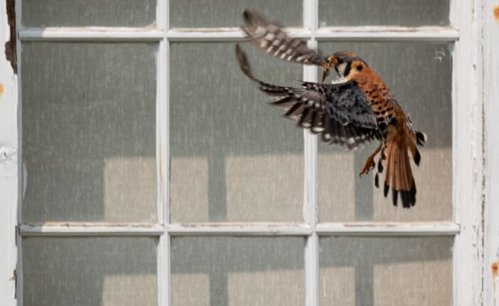 An American Kestrel about to land in nest to feed chicks