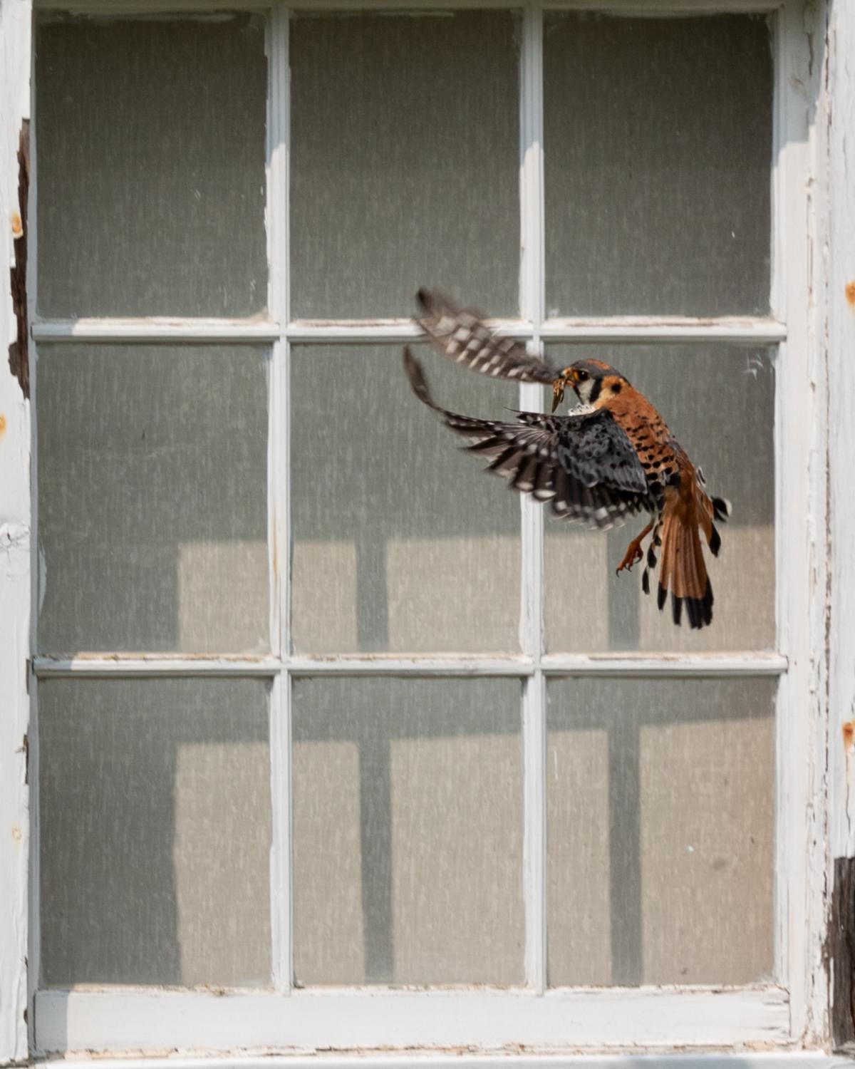 An American Kestrel about to land in nest to feed chicks